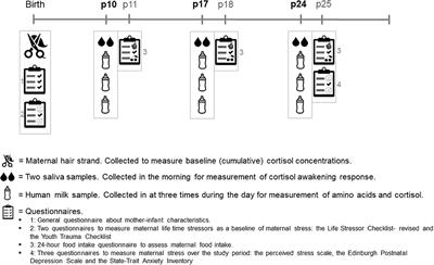 Maternal stress is associated with higher protein-bound amino acid concentrations in human milk